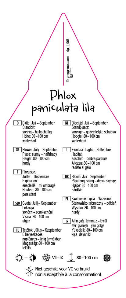 Phlox paniculata lila