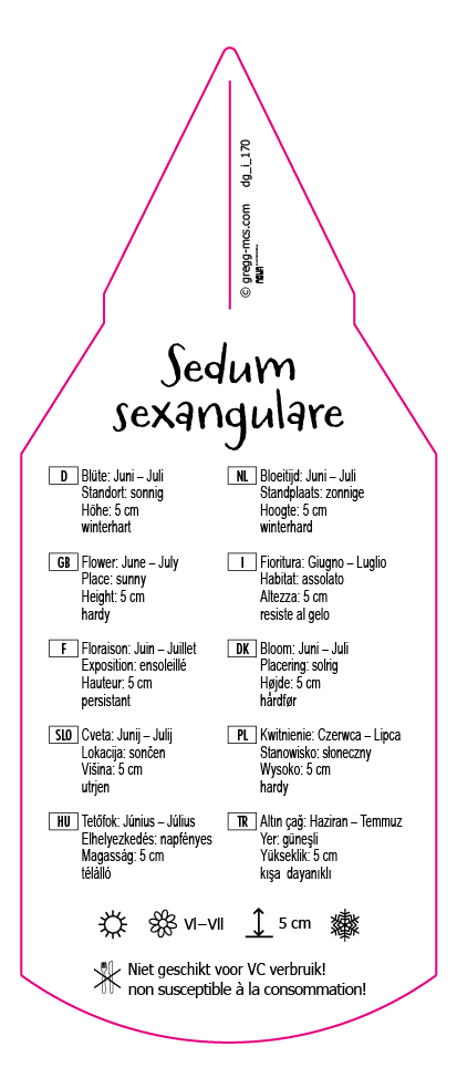 Sedum sexangulare