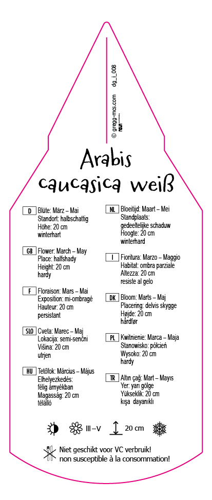 Arabis caucasica weiß
