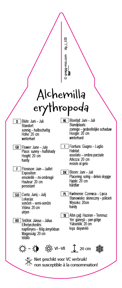 Alchemilla erythropoda