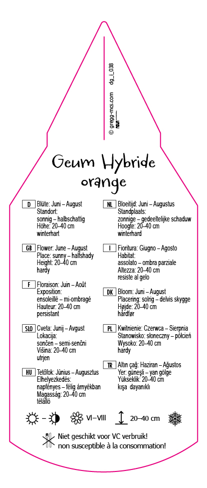 Geum hybride orange