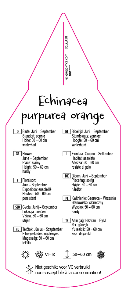Echinacea purpurea orange