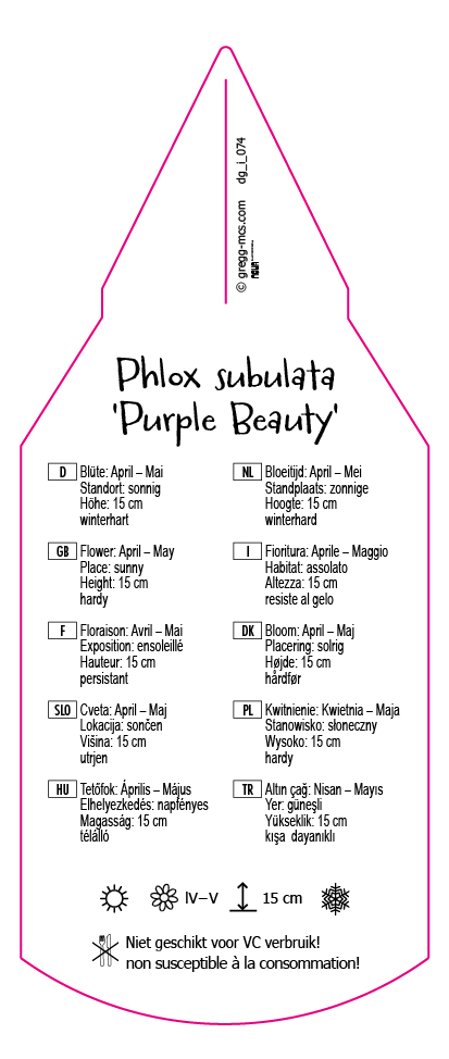 Phlox subulata Purple Beauty
