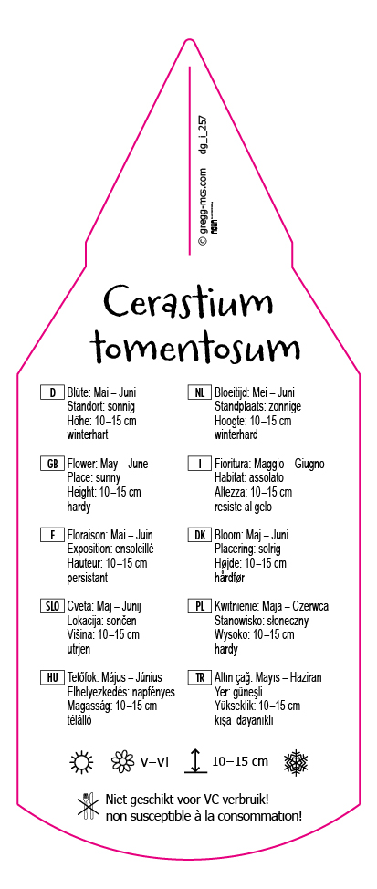 Cerastium tomentosum