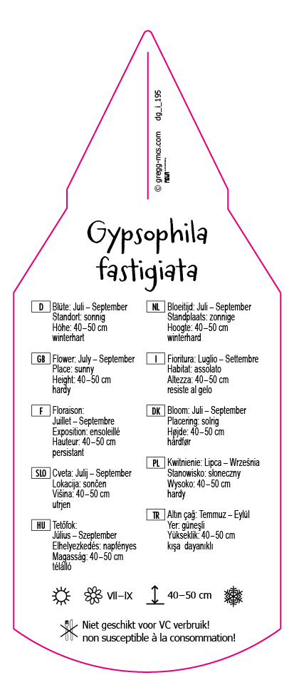 Gypsophila fastigiata
