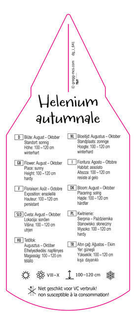Helenium autumnale