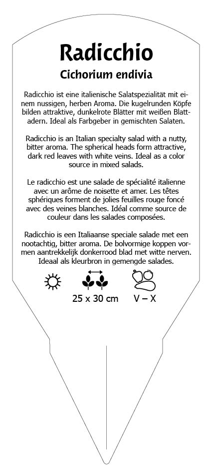 Salat, Radicchio Indigo