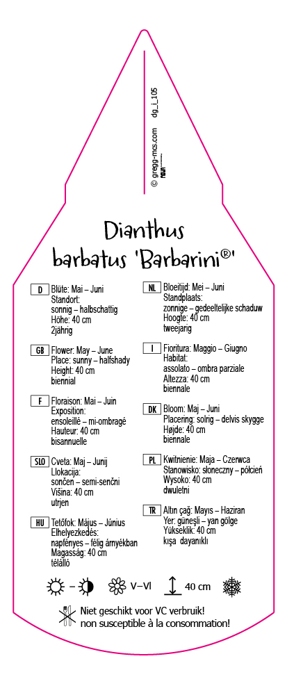 Dianthus barbatus Barbarini Mix