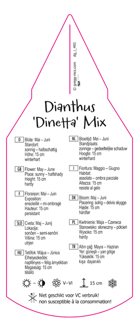 Dianthus Dinetta Mix