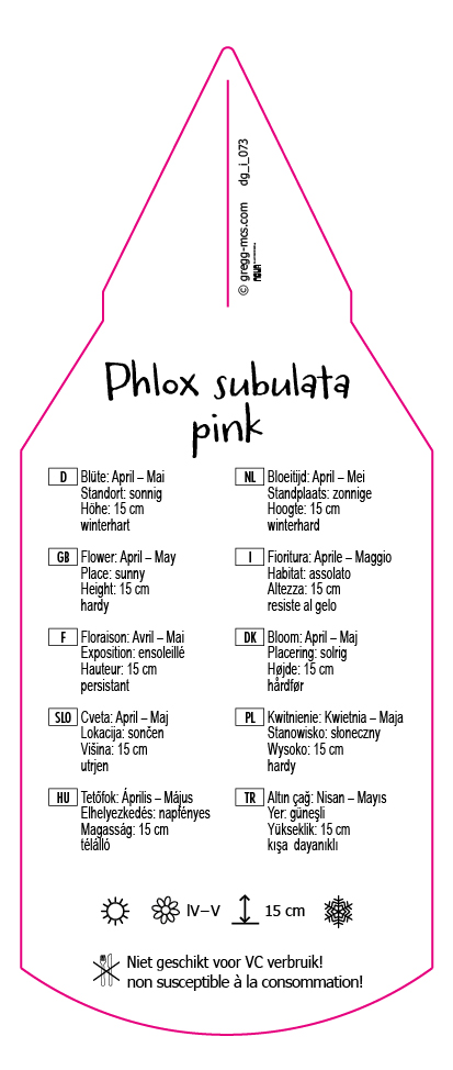 Phlox subulata pink