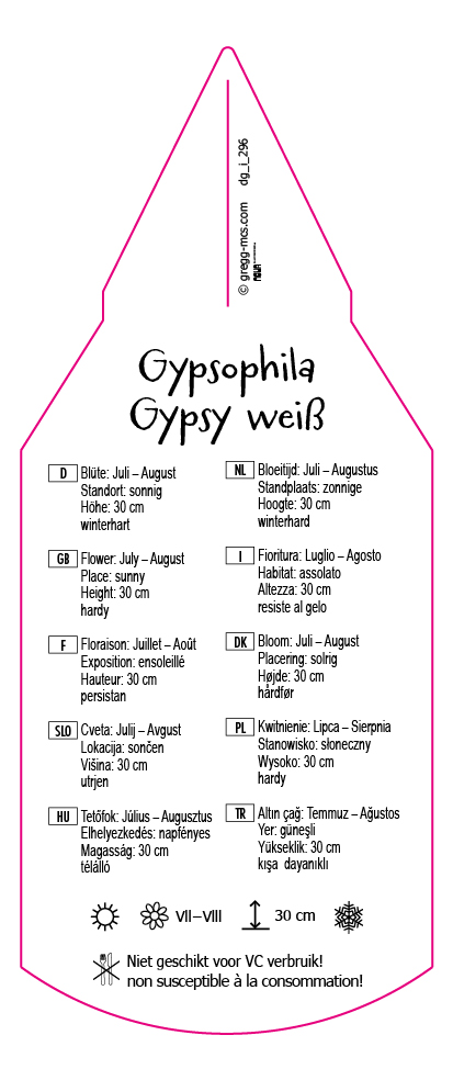 Gypsophila Gypsy weiß
