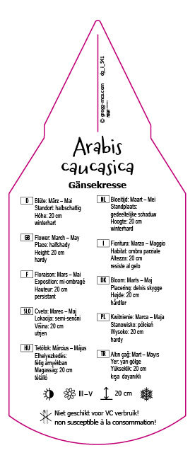 Arabis caucasica