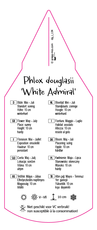 Phlox douglasii White Admiral