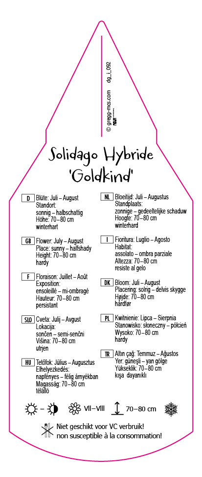 Solidago hybr. Goldkind