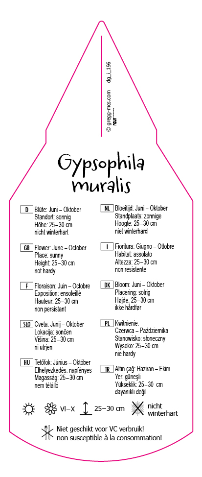 Gypsophila muralis