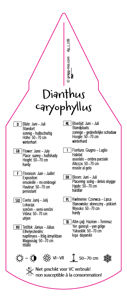 Dianthus caryophyllus