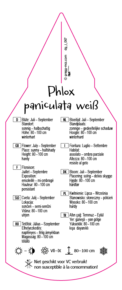 Phlox paniculata weiß mit Auge in pink