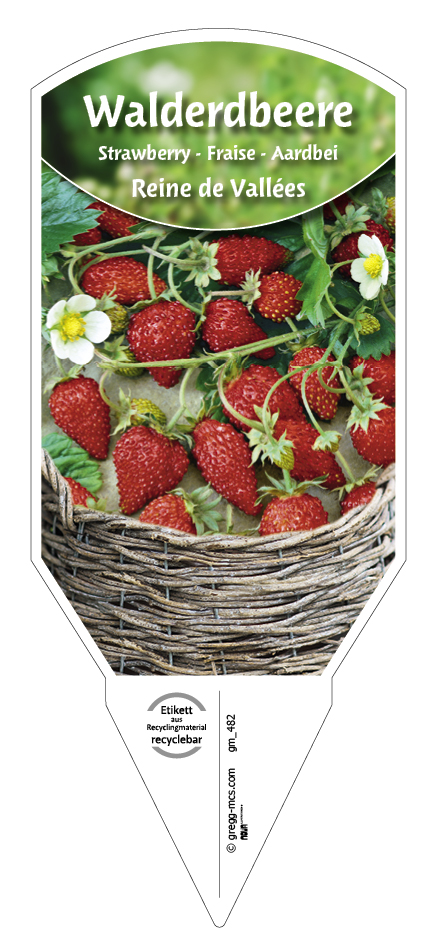 Erdbeere, Wald- Reine de Vallées