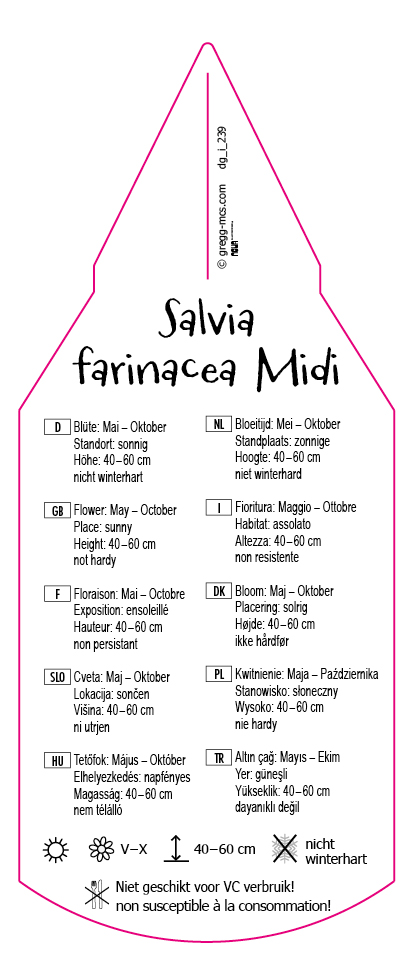 Salvia farinacea Midi