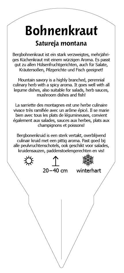 Bohnenkraut winterhart