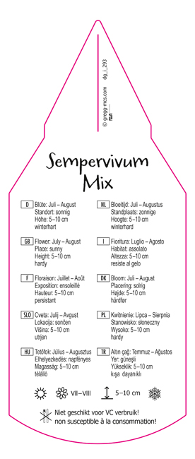 Sempervivum Mix