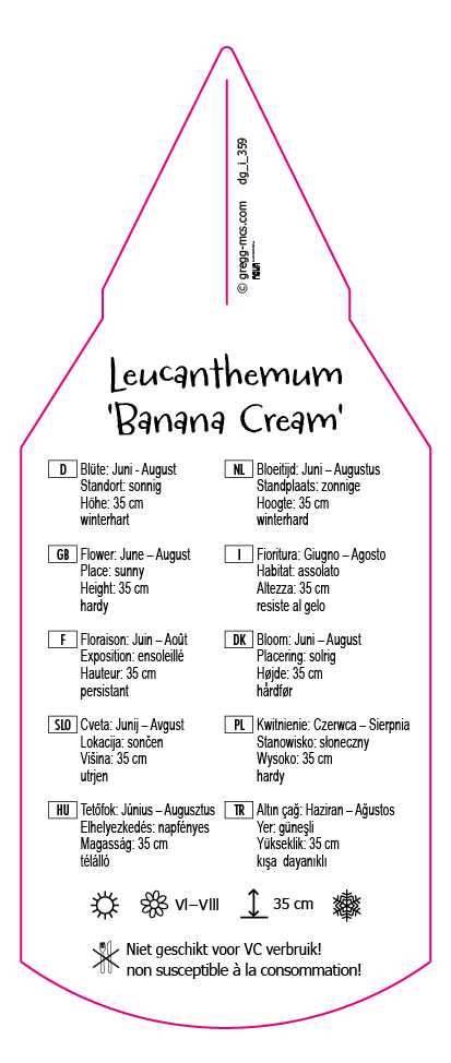 Leucanthemum maximum Banana Cream
