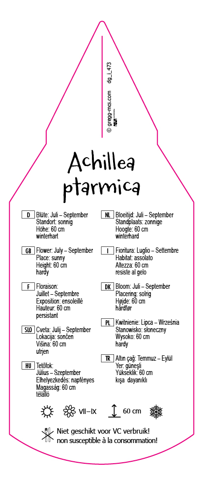 Achillea ptarmica weiß
