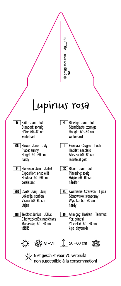 Lupinus rosa