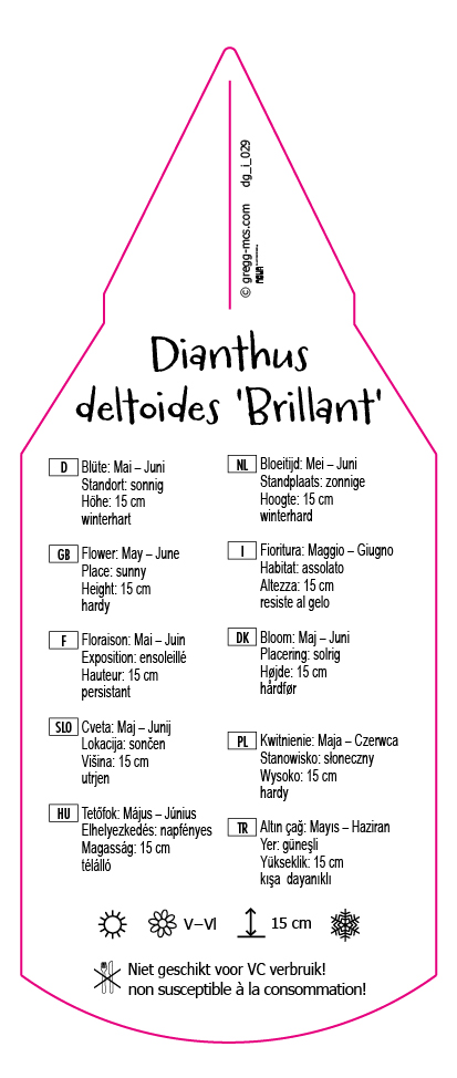 Dianthus deltoides Brillant