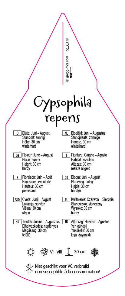 Gypsophila repens