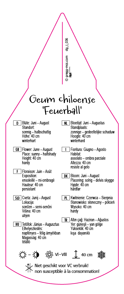 Geum chiloense Feuerball