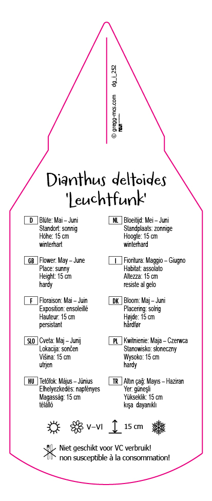 Dianthus deltoides Leuchtfunk