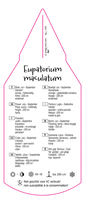 Eupatrium maculatum