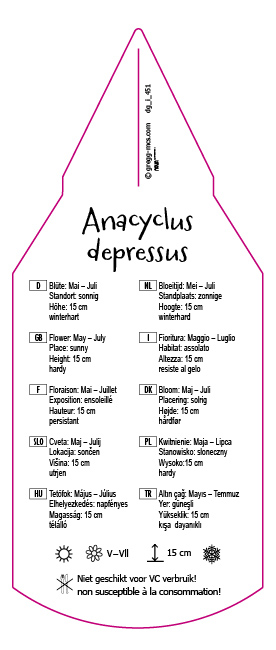 Anacyclus depressus