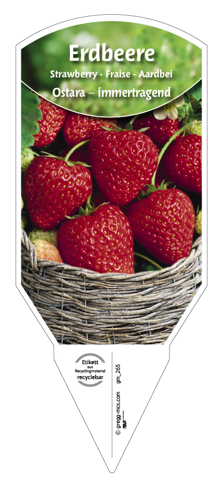 Erdbeere Ostara