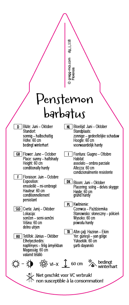Penstemon barbatus