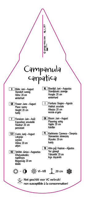 Campanula carpatica, weiß