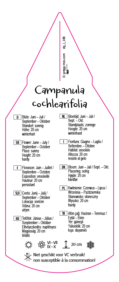 Campanula cochlearifolia