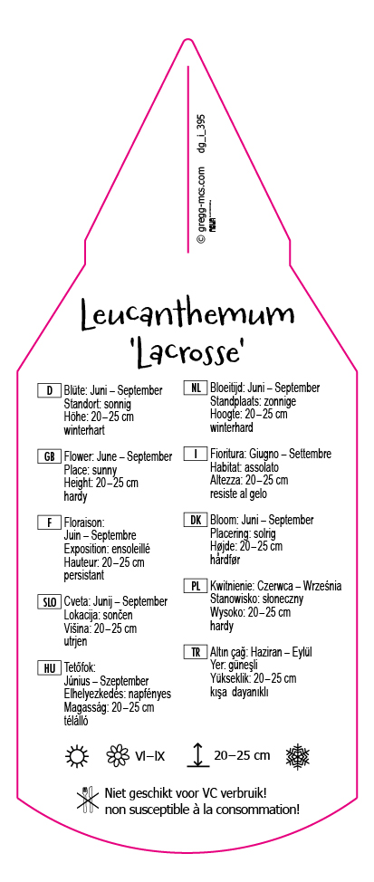 Leucanthemum maximum Lacrosse