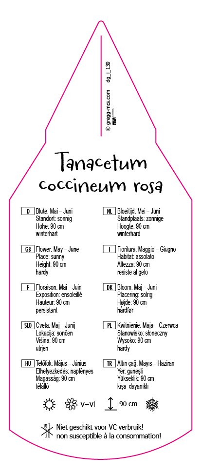 Tanacetum coccineum rosa