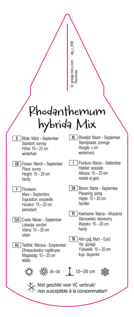 Rhodanthemum hybrida Mix
