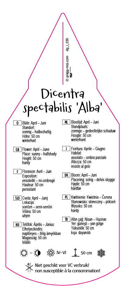 Dicentra spectabilis Alba