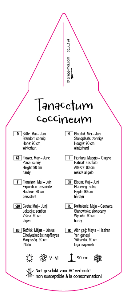 Tanacetum coccineum Mix