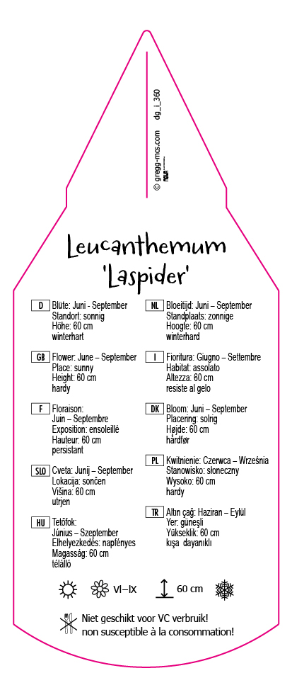 Leucanthemum maximum Laspider