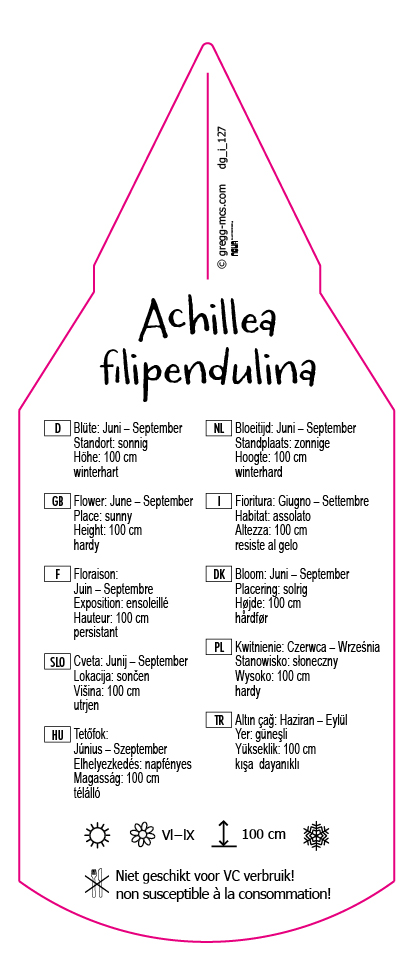 Achillea filipendulina