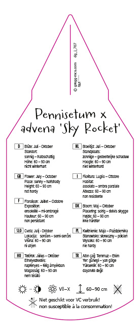Pennisetum advena Sky Rocket
