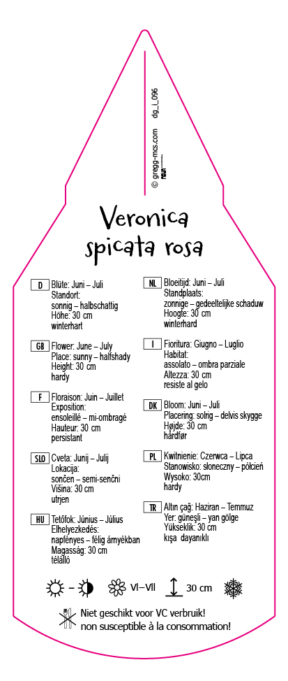 Veronica spicata rosa
