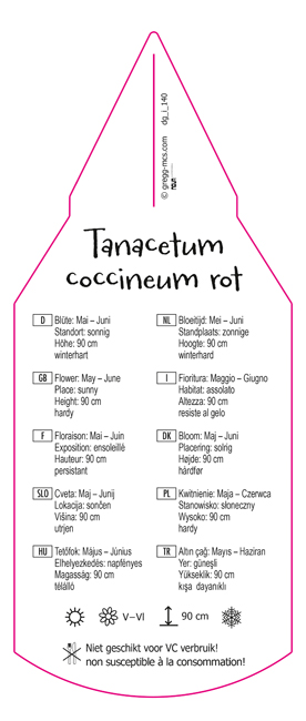 Tanacetum coccineum rot