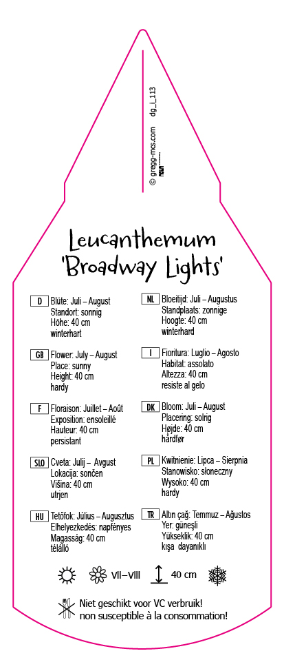 Leucanthemum maximum Broadway Lights