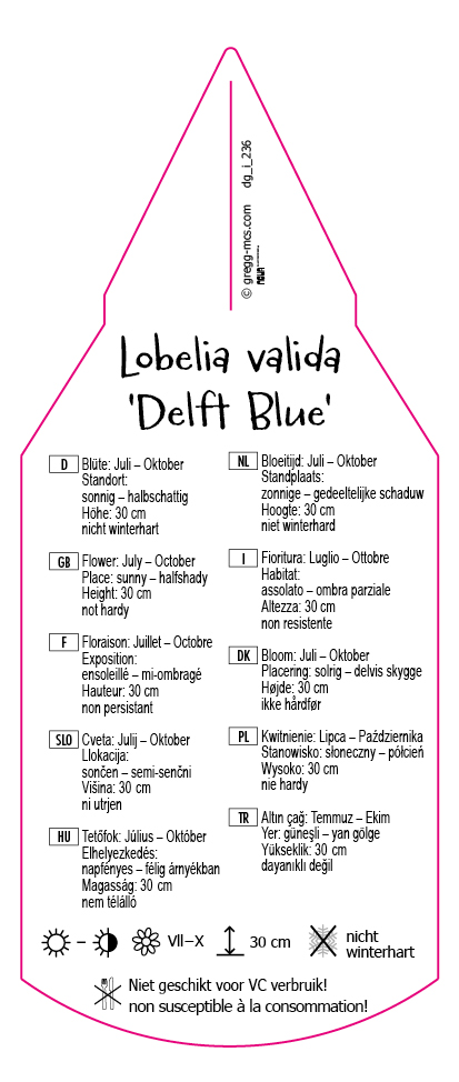 Lobelia valida Delft Blue